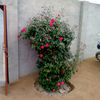 saifgujjar114