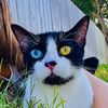lillies_crazycats