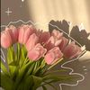 habiba_ahmeddd0