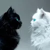 .sndi__1