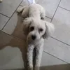 atiliocarrizo4