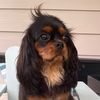 mistymeadowcavaliers