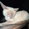 kat !!