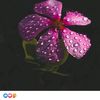 siyam.....0148