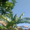 sptrakori_1035