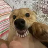 tranminhtriz