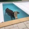 cow_in_the_water