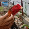 radjafarm123
