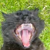 noaaahhhhhh9naoh