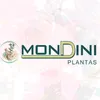 Mondini plantas ecommerce