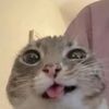 amo_a_guest1337
