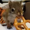 squirrel_vyf