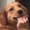 bipthieuthuoc