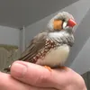 craziestbirdlady