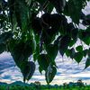 naingaung13662023