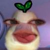 jamur_enoqie