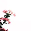rim_ltefh