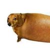 turbomoosecat