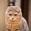 ririkala