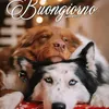 aurora.boreale85