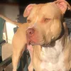 vany_tyson_sasha