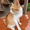 _nyangiejjaem.13