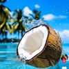 jojo_kays256
