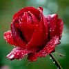 flower_rose1212