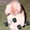 bub1no
