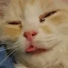 aleks_forg