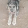 brunoywini