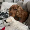 bildowsc