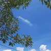 dedenesvi