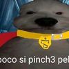 taniel_brva