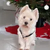 bouboubigou
