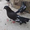 555533890_5