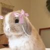 noalife_1