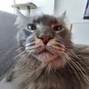 xadeilb