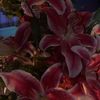 lilya56775.rmm