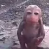 pestebubonicka69
