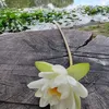 silviabucur72