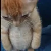 guhff_br