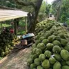kutin_10