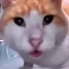 gato001_