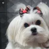 alessandrasantos8902