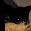 thebugginyobed