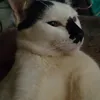 spicyccarbonara
