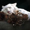 andy_2aa