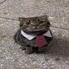 hshajsood
