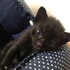 i_love_cat143